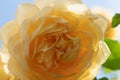 huge splendid roayl tea rose (Charles Austin) against blue sky at sunny day. macro