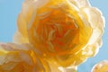 huge splendid roayl tea rose (Charles Austin) against blue sky at sunny day. macro