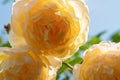 huge splendid roayl tea rose (Charles Austin) against blue sky at sunny day. macro