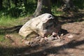 A huge split stone in the forest. Carpathians. Ukraine.