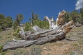 Huge split wood lies in the landscape of Mt. Evans.