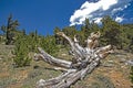 Huge split wood lies in the landscape of Mt. Evans.