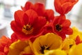 Huge spring colorful bouquet of red and yellow tulips in vase with light classic interior design background. Gift for holiday, bir Royalty Free Stock Photo