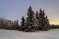 Huge spruce trees in a snow-covered winter forest in the evening twilight Royalty Free Stock Photo