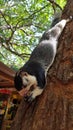 A huge squirrel sits on a tree