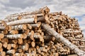 Huge stack of birch logs prepared for processing Royalty Free Stock Photo