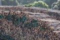 Huge stack of tree trunks in a lumber yard.