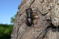 A huge stag beetle on a tree trunk.