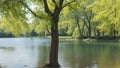 A huge standing tree in the lake