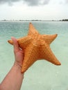 Huge starfish