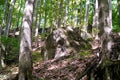 Huge stone in the forest, forest ghost stone, forest, trees, nature, background