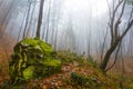 huge stone in misty beech forest Royalty Free Stock Photo