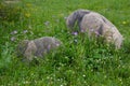 Huge stones boulders in green grass