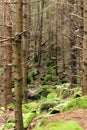 Huge stones covered with green moss and lichens in a pine forest. Summer landscape Royalty Free Stock Photo