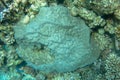 Huge stony coral porites on a coral reef. They are small polyp stony SPS corals. Porites, particularly Porites lutea. They are