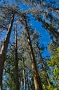 Huge, straight trunks of eucalyptus trees.