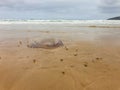 A huge, stranded jellyfish surrounded by sea snails.