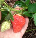 A huge strawberry grew in the garden