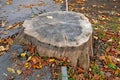 Huge stump without bark between the sidewalk and the lawn