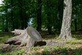 Huge stump felled tree Royalty Free Stock Photo
