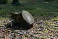 Huge stump felled tree in park