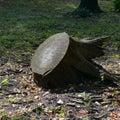 Huge stump felled tree in park