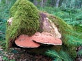 A huge stump overgrown with moss and a red tree mushroom