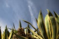 Huge succulent plant of agave aloe vera rising up in blue sky