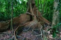 Huge Sunauma fig rainforest tree in Nariva Swamp on Trinidad Royalty Free Stock Photo