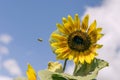 Bright sunflower against the blue sky.  Flying bee in blurred focus. Royalty Free Stock Photo