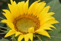 Huge sunflower in Bailey Texas