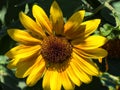 Sunflower in dramatic lighting