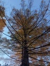 Huge tall dry golden autumn tree. Golden spruce. Dry branches. Long branches. Autumn. Blue sky. Clear sky