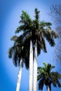 Huge tall palms against the sky