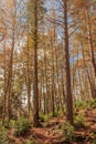 The huge, tall trees rise before me Royalty Free Stock Photo