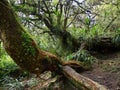 Huge tamarind in tropical forest in Reunion Island Royalty Free Stock Photo