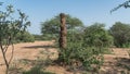 Huge termite mound in Africa, South Ethiopia, Omo valley Royalty Free Stock Photo