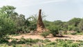 Huge termite mound in Africa, South Ethiopia, Omo valley Royalty Free Stock Photo