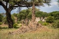 Huge termite mound in Tarangire National Park Tanzania Royalty Free Stock Photo