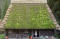 Huge thatched roof of traditional ukrainian house. Straw roof with dried grass