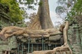 Huge thick roots of an old tree twine around the ruins of an ancient temple.