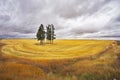 Huge thundercloud above a yellow field Royalty Free Stock Photo