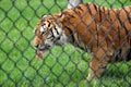 Huge tiger behind heavy metal fencing at zoo, eating large piece of raw meat at feeding time