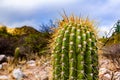 Huge tip of a cactus full of thorns. Desert plant with thorns