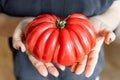 A huge tomato is in the girlâs hands. Azerbaijani variety of tomato. Fresh harvest. Women's hands.