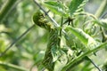 Huge Tomato Hornworm