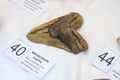 Fossil tooth of a Megalodon, or giant prehistoric shark