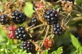 The Huge torn-free blackberries begin to ripen