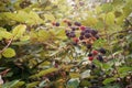 Huge torn-free blackberries begin to ripen, France