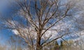 Huge Tree on Elkin & Alleghany Rail Trail